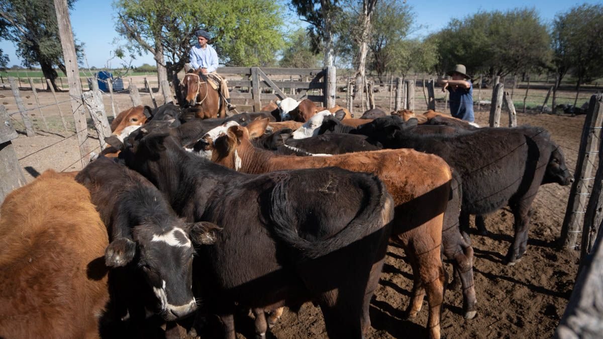 AiredeSantaFe's tweet card. El anuncio de una rebaja en los Derechos de Exportación a la carne vacuna busca estimular la producción y el comercio exterior. Pero con un stock en caída - Aire Agro