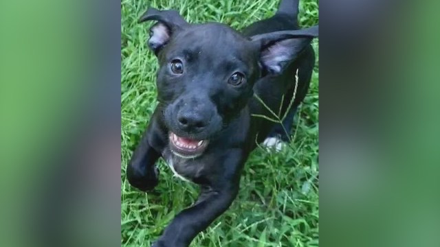WGNMorningNews's tweet card. The Anti-Cruelty Society is searching for a two-month-old puppy named Peter, who was stolen from their facility on Sunday evening and requires specialized care due to his age.