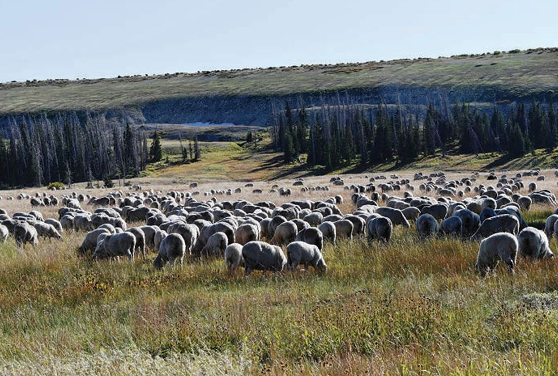 MagazineRange's tweet card. Share this… Facebook Pinterest Twitter Telegram Email Print Linkedin Urgent Action Needed to Protect U.S. Sheep Industry and National Food Security Carson Jorgensen The...