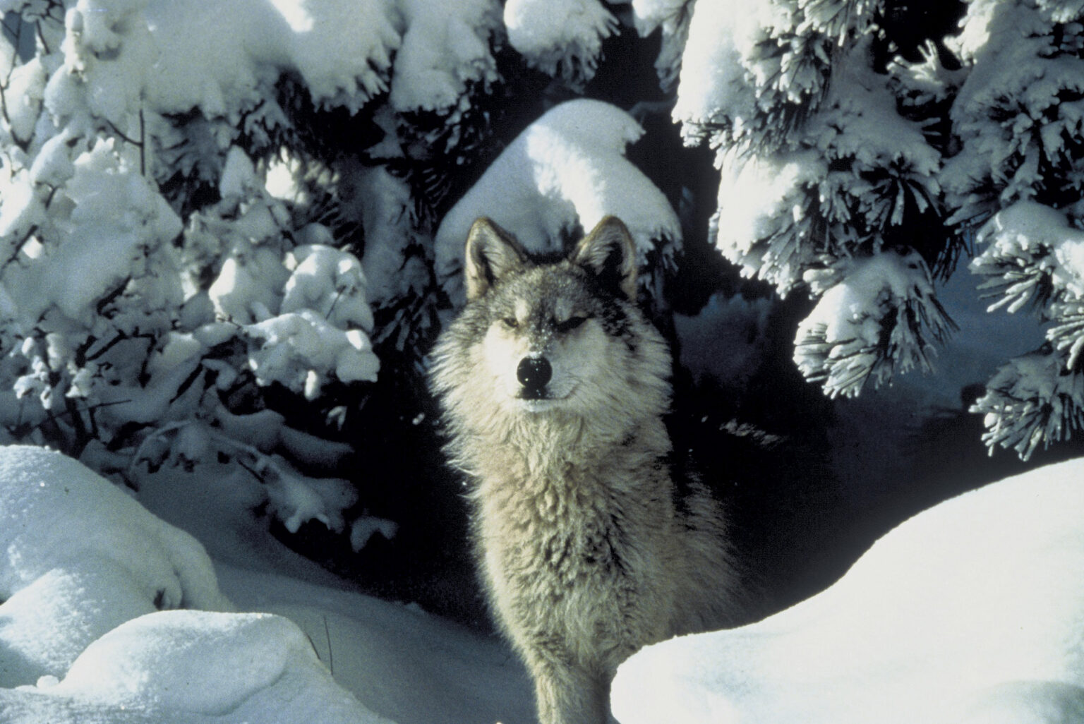 MagazineRange's tweet card. The Idaho Department of Fish and Game's changes for counting wolves come as the state seeks to reduce its wolf population by more than 60%.