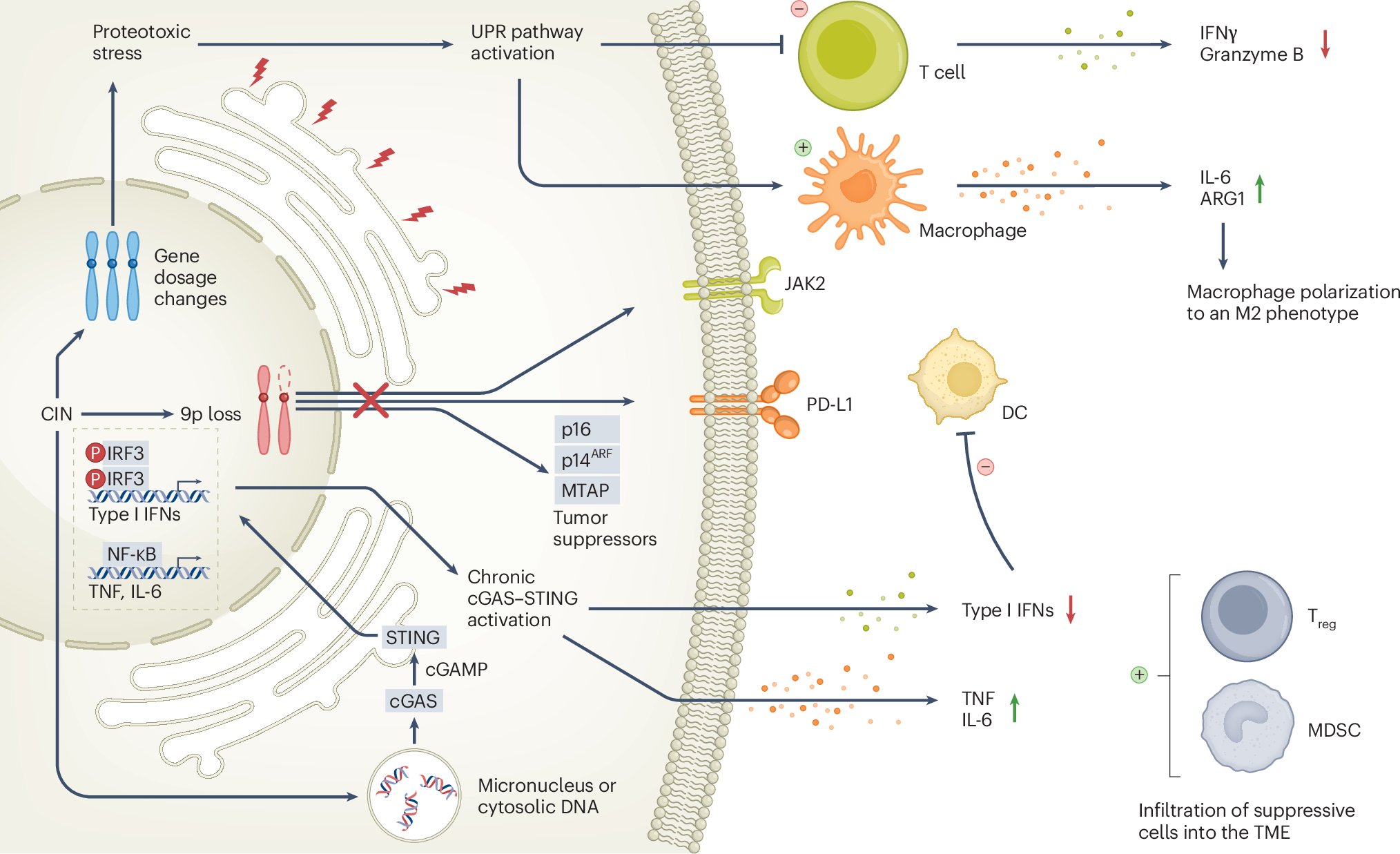 SeanPitroda's tweet card. Nature Genetics - Aneuploidy, a defining feature of cancer, is linked to immune evasion and therapeutic resistance. This Perspective reviews approaches to quantify tumor aneuploidy and evaluates...
