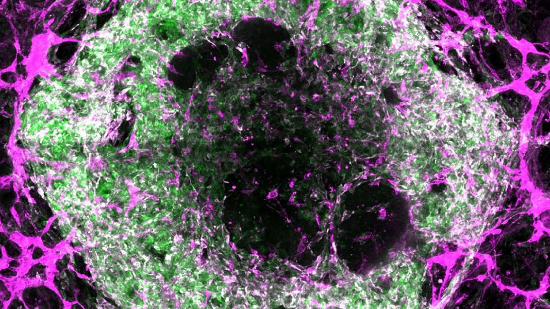 Ideagoras's tweet card. These structures, called organoids, have advanced how we study disease and test new drugs.