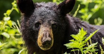 WKOW's tweet card. COMSTOCK, Wis. (WKOW) — The Wisconsin Department of Natural Resources (DNR) has ended its efforts to trap a black bear involved in a recent attack in Barron County. The bear