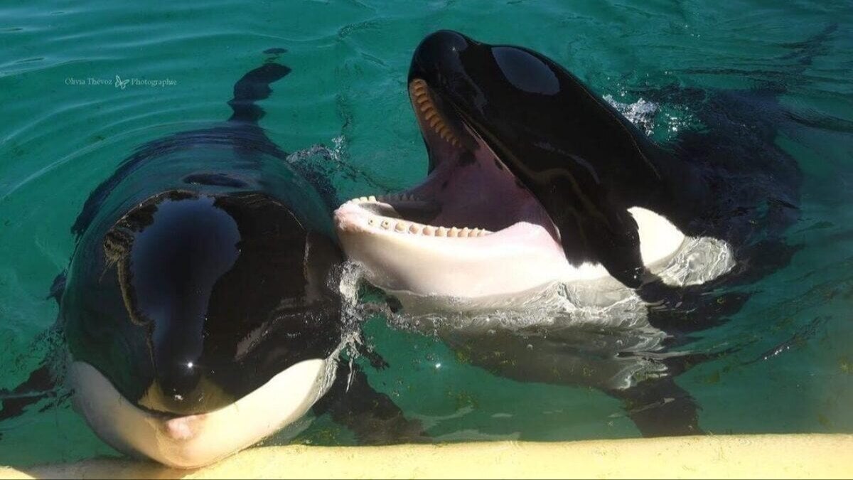 PIP_SILLYART's tweet card. Please allow the transfer of cetaceans to Loro Parque !