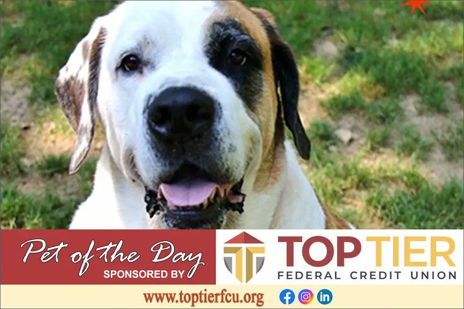 exploreclarion's tweet card. Clarion County Adoptable Pet of the Day is sponsored by the Top Tier Federal Credit Union…