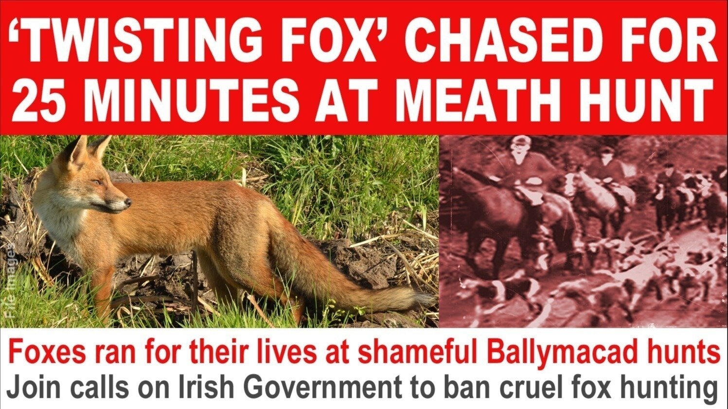Morrismunch's tweet card. Foxes were forced to run for their lives at a shameful hunt in Oldcastle, County Meath. A report in the Irish Field revealed that the first fox targeted during the Ballymacad Foxhounds hunt was found...