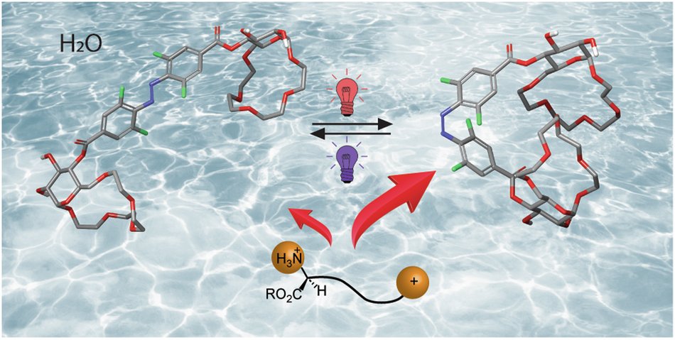 TomFiaLAB's tweet card. Communications Chemistry - Selective amino acid receptors that operate in aqueous media are of interest for potential diagnostic and sensing applications. Here, the authors report glucose-derived...