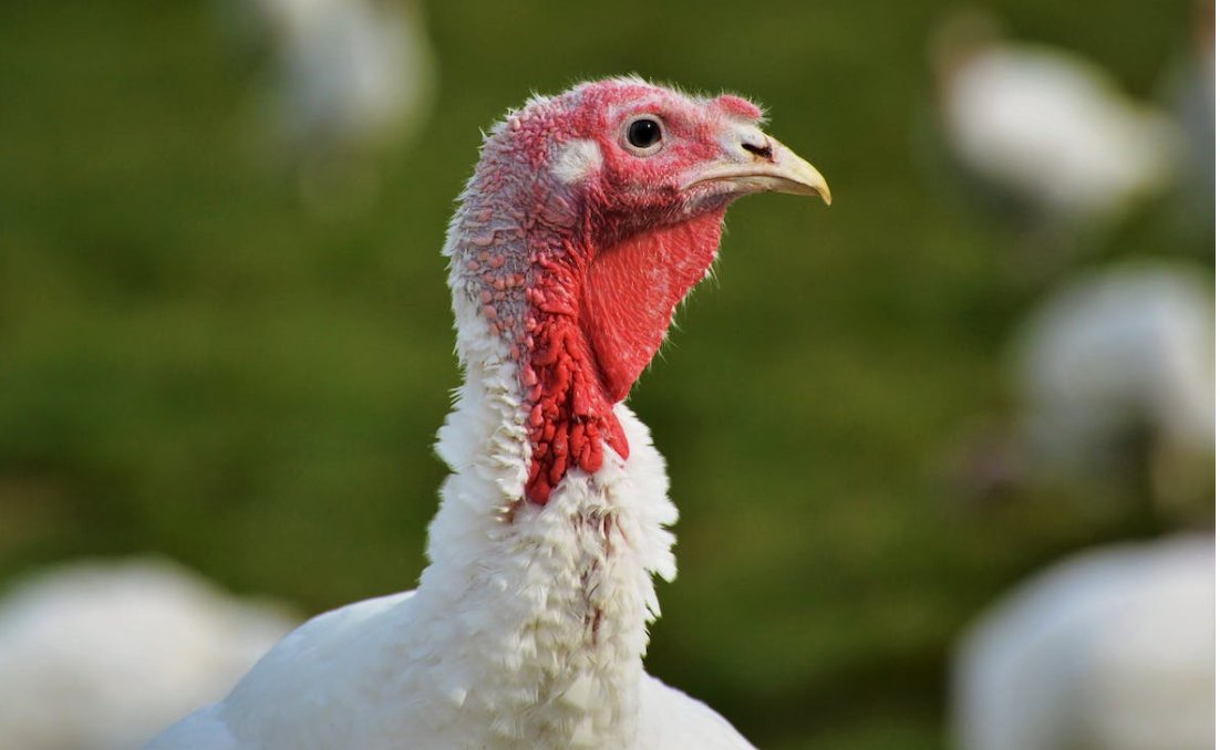 AgrilandIreland's tweet card. A taskforce, which was set up to examine the UK's position on bird flu vaccinations had made a series of recommendations.