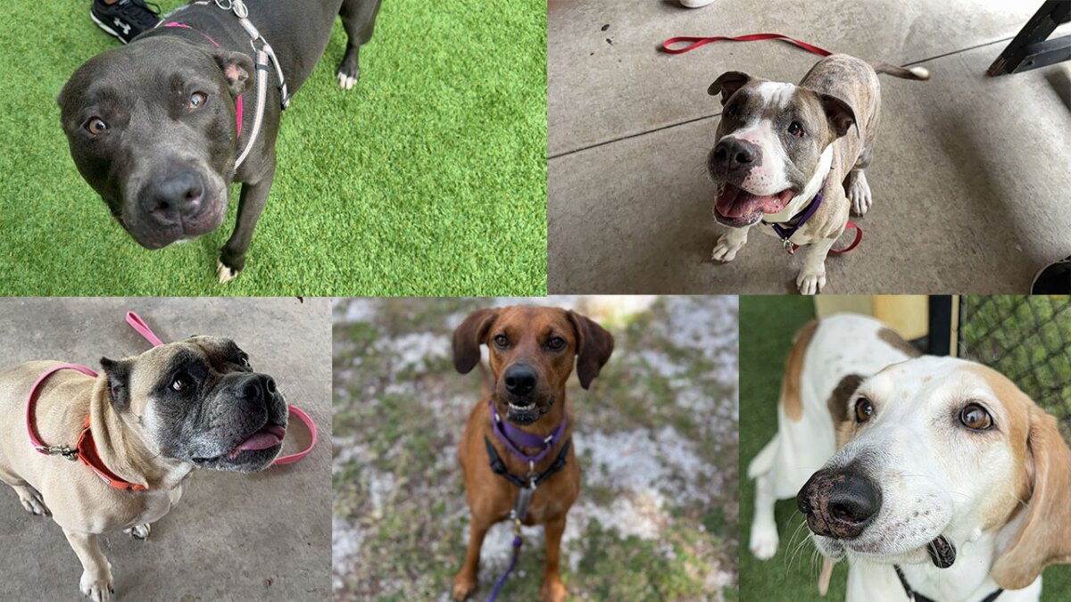 ATucci826's tweet card. Searching for a four-legged friend to give a fur-ever home? Meet WPTV's 'underdogs' of the week— they are up for adoption and excited to meet you!