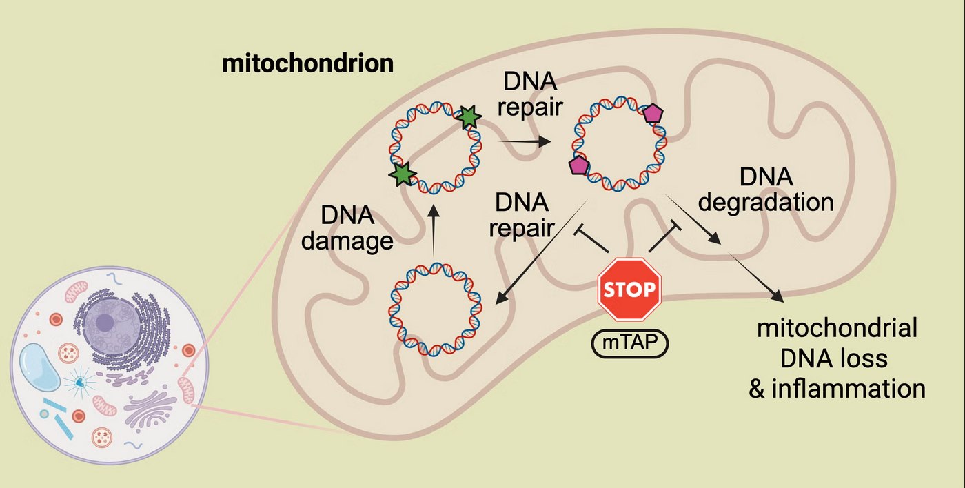 UCRCNAS's tweet card. The story of this potentially paradigmatic development begins where so much of human health begins: the mitochondria.