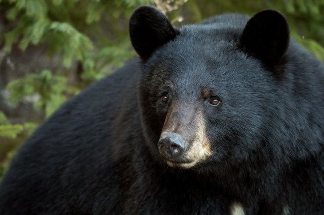 LAFirstNews's tweet card. The Louisiana Department of Wildlife and Fisheries has announced that the Black Bear Hunting Lottery will soon be open to state hunters.