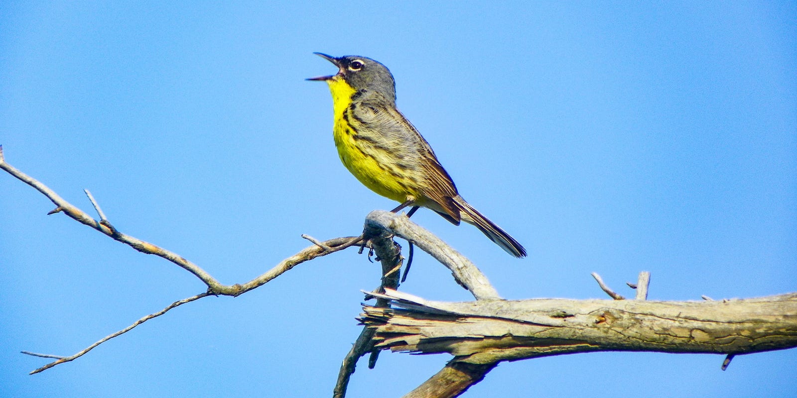 LSJNews's tweet card. Fewer Kirtland’s warblers were found in a June 2025 survey. Here's what state officials are planning to boost numbers.