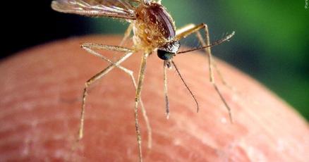WKOW's tweet card. MADISON, Wis. (WKOW) -- The Wisconsin Department of Health Services (DHS) reported on Monday someone tested positive for West Nile virus (WNV) in Barron County.