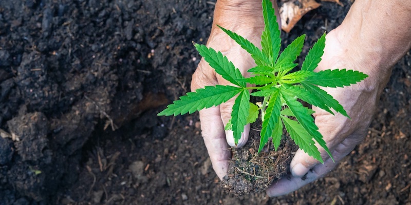 Kannabia_US's tweet card. Here’s our comprehensive guide to mastering different cannabis transplanting techniques. Learn how to ensure healthy root growth!