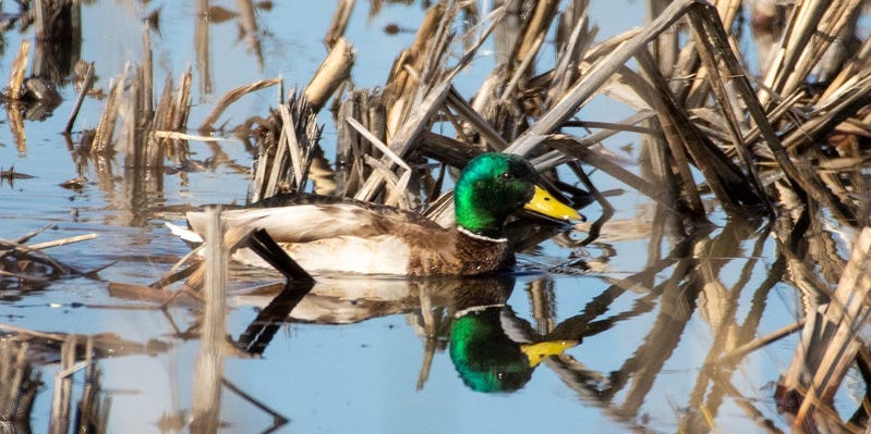 TheNewsBrian's tweet card. This year's survey shows significant increases in breeding populations of both mallard ducks and other duck species.