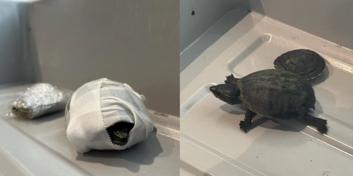 FOX10News's tweet card. A woman in Florida attempted to smuggle two turtles through security at Miami International Airport by hiding them in her bra, according to the Transportation Security Administration.
