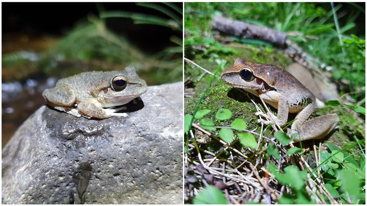 FrogIDAus's tweet card. Genetic data has revealed that the endangered Booroolong Frog is breeding with a more common species, the Eastern Stony Creek Frog, and we must now consider the risks that hybrids may pose to our...