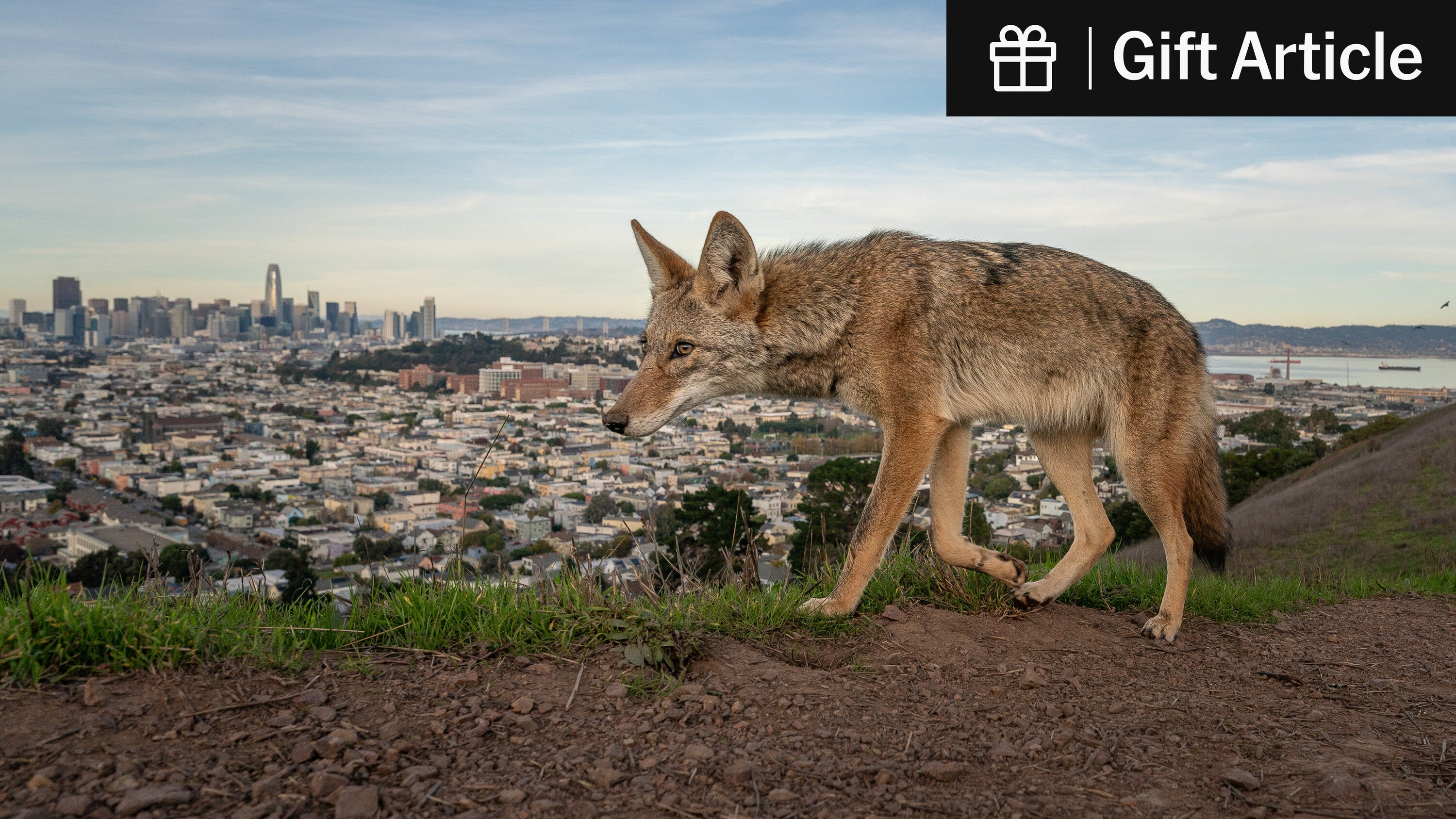 ScrapNaturalist's tweet card. After a long absence from the city, the animals have become ubiquitous again. Some residents find them delightful, but others view them with disdain.