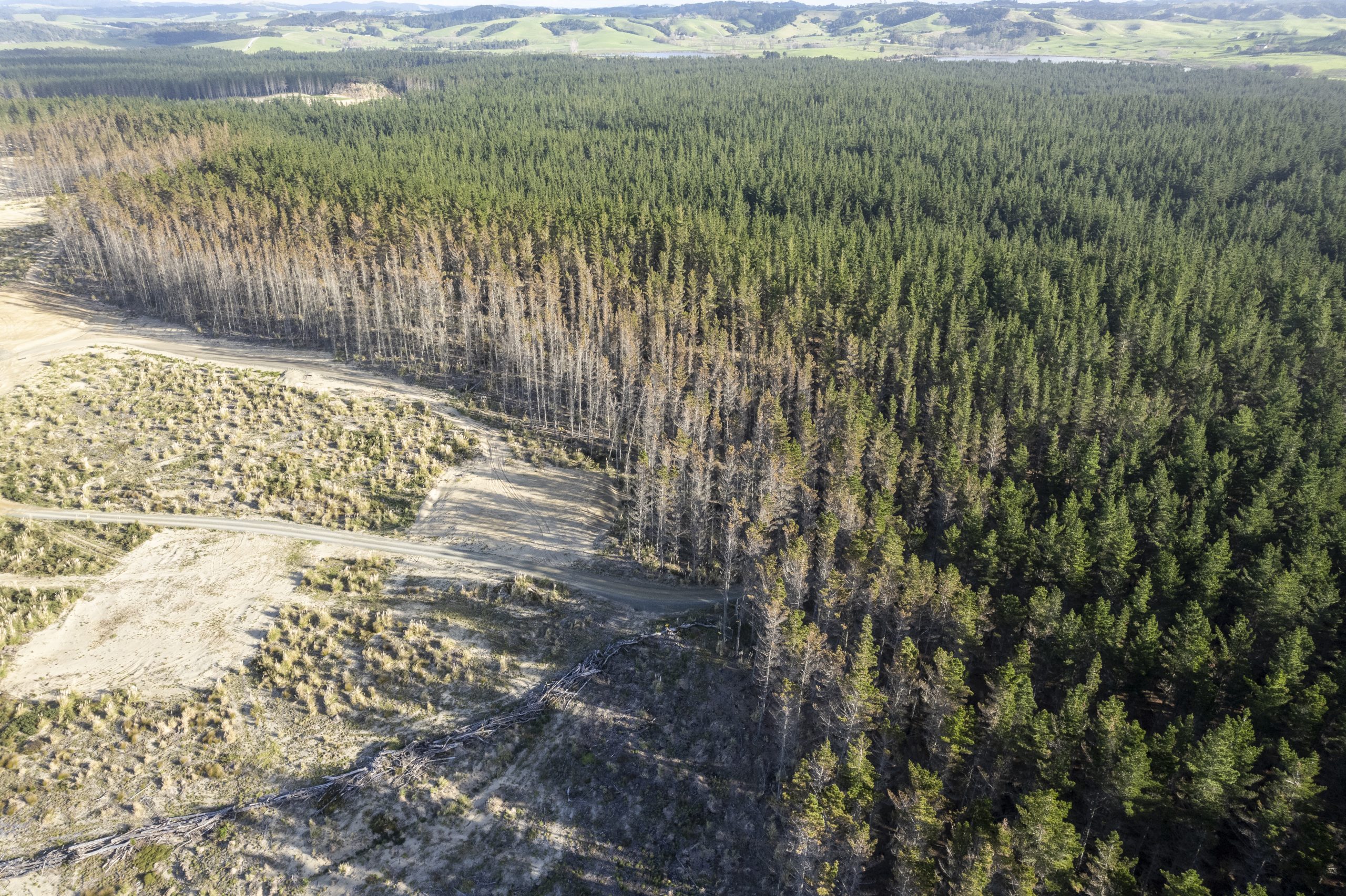 totaraforest's tweet card. Analysis: The Government's climate plan will see nearly a million hectares of farmland planted in pine and may end up being more expensive anyway.