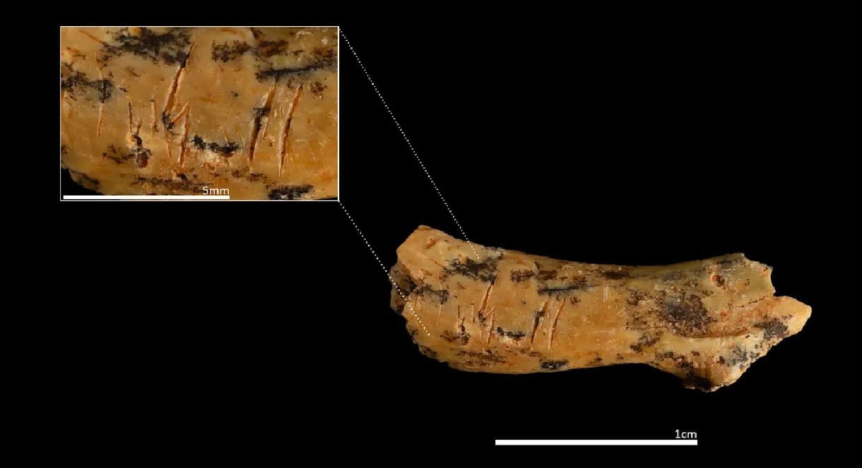 gurkan_ergin's tweet card. Researchers say it’s the oldest direct evidence of cannibalism in Europe.