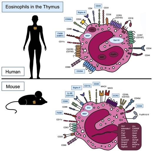 DrLARey's tweet card. Eosinophils are present in thymus of humans and mice, and the heterogeneity of thymic eosinophil populations, their functional capacities, and the factors