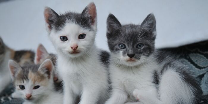 Morrismunch's tweet card. Authorities say the man adopted kittens from shelters across Florida, only for them to suffer violent and fatal injuries (14360 signatures on petition)