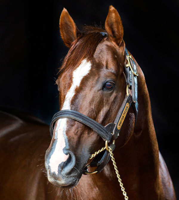 BreednetNews's tweet card. The sun might be setting on the stud career of Written Tycoon, but he’s not going into the twilight years quietly and is set to be crowned Champion Australian 3YO Sire this season, which is probably...