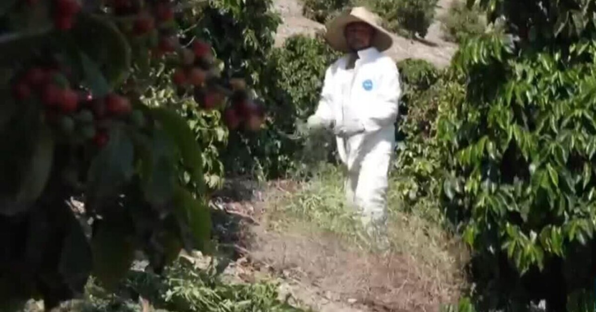 France24_es's tweet card. Agricultores temen que redadas del ICE impacten el sector