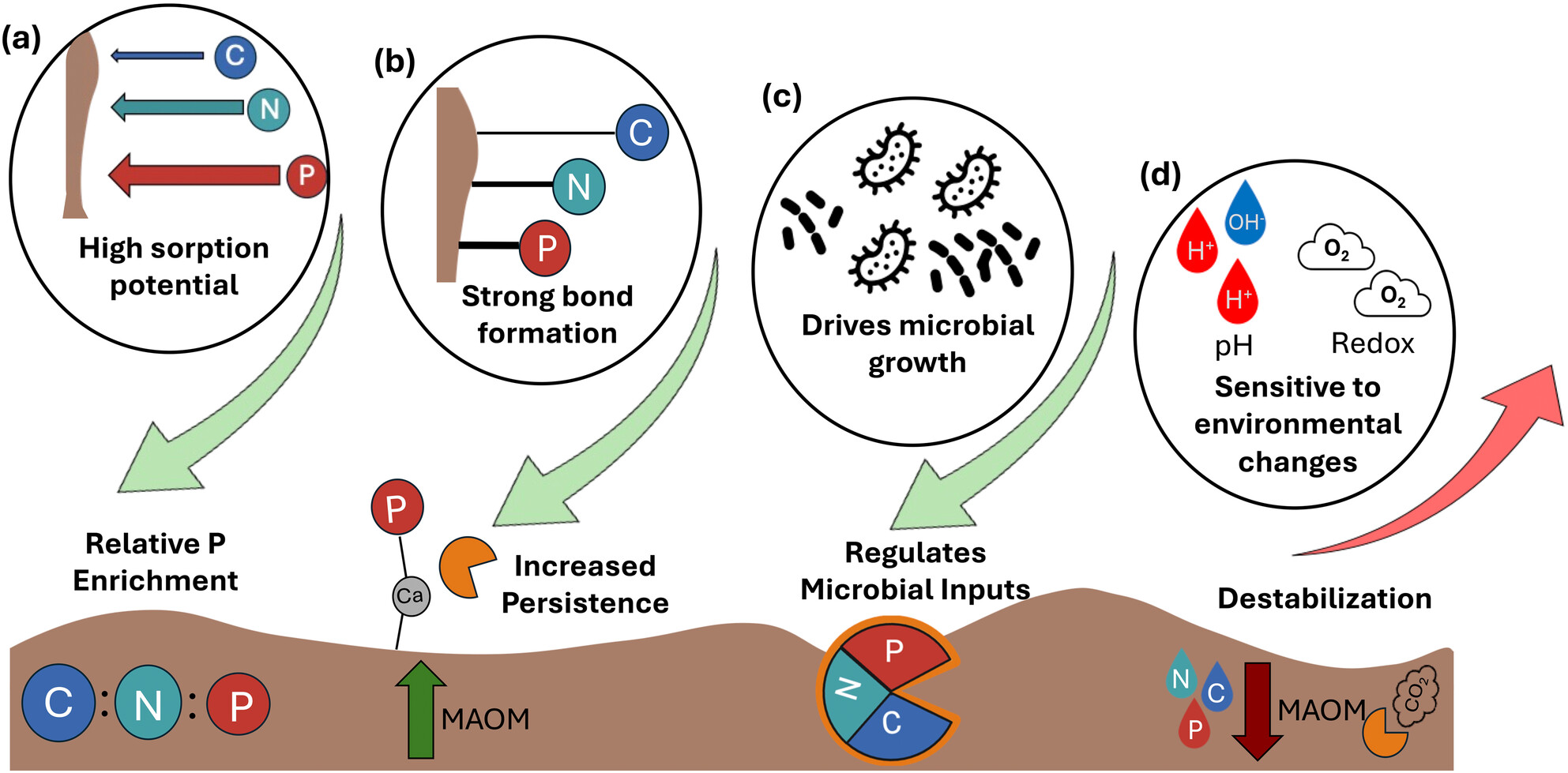 CynthKallenbach's tweet card. We argue that soil phosphorus (P) plays a critical and underrated role in mineral associated organic matter (MAOM) persistence and soil organic matter cycling, as P forms strong mineral bonds,...