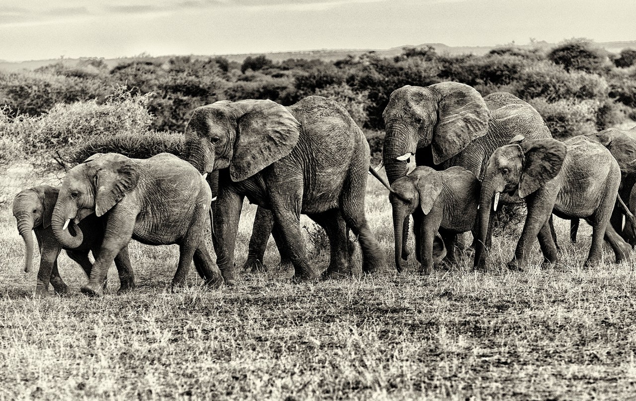 ElephantsFuture's tweet card. From bees to whales, it’s increasingly acknowledged that creatures have cultures within which they live their daily lives. This is particularly true for elephants, and the loss of matriarchs is...