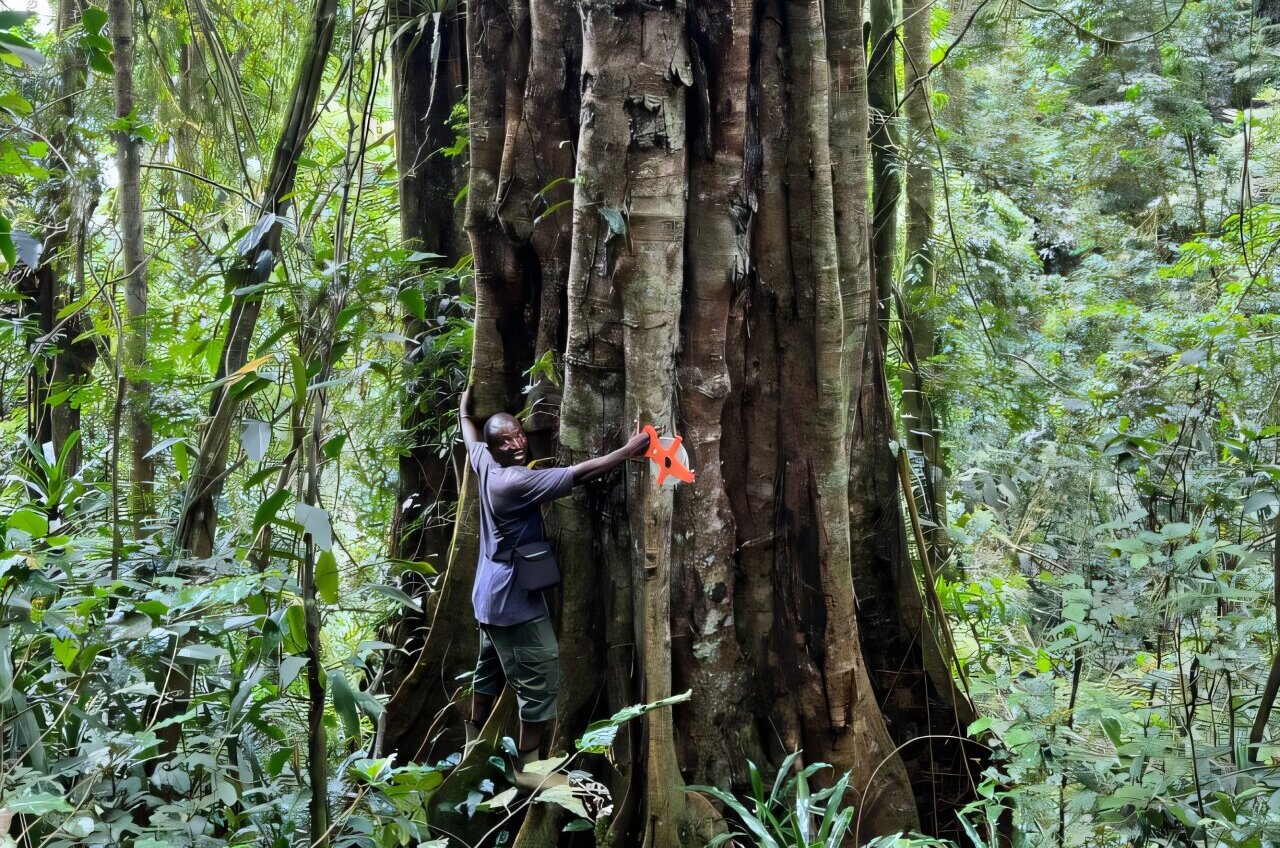 EliGreenbaumPhD's tweet card. A team of botanists with members from Muse–Museo delle Scienze, Udzungwa Corridor LTD, Via Grazia Deledda and the National Museum of Kenya has discovered a new species of tree growing in the mounta...