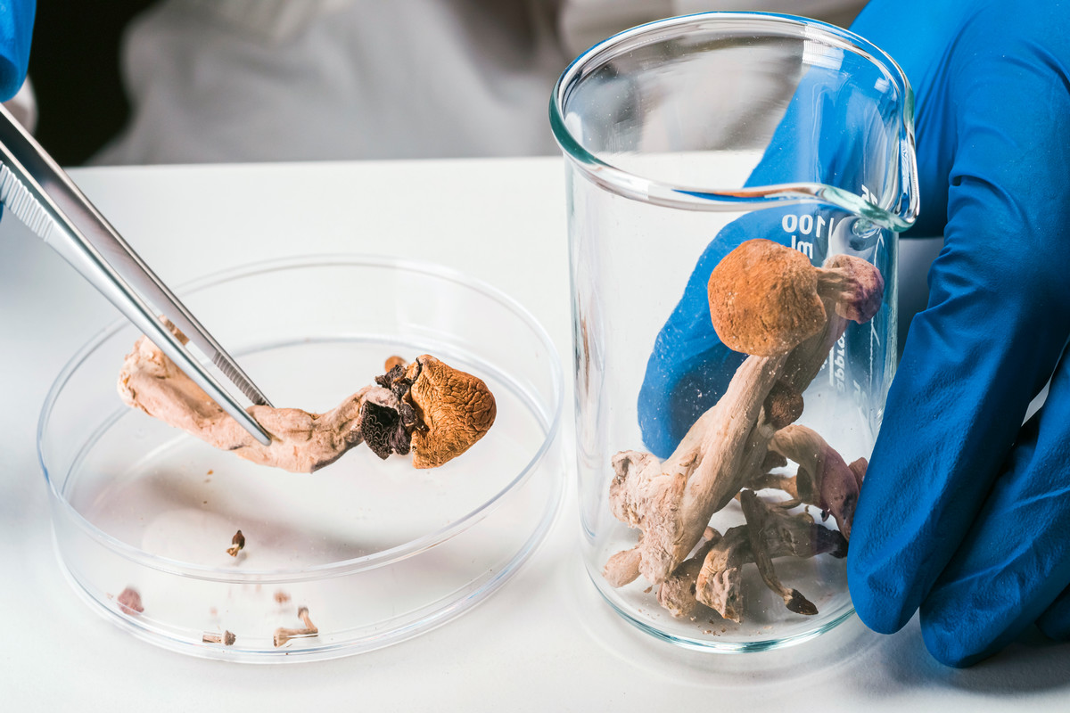 SaportaReport's tweet card. Read Psilocybin delays aging, extends lifespan, new Emory study suggests by Emory University for SaportaReport here.