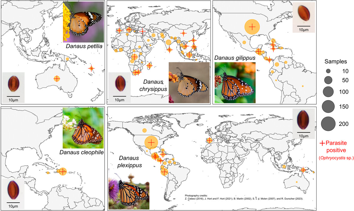 Jaap_de_Roode's tweet card. We analysed 2727 museum specimens from 61 butterfly species across 86 countries to document the occurrence and host range of Ophryocystis elektroscirrha (OE) and related parasites in milkweed...