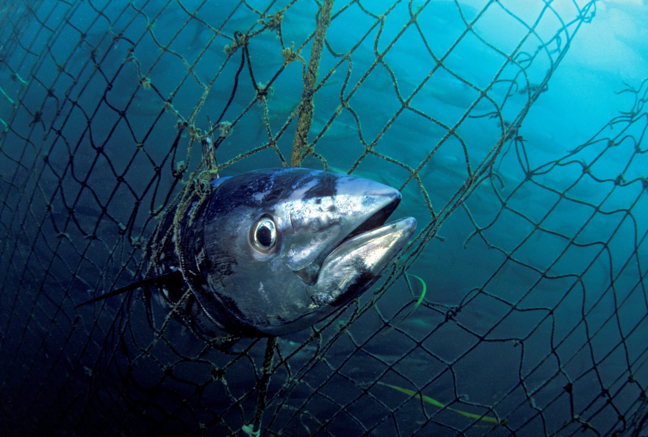 marcdaalder's tweet card. Even the Government's own supporters said they were "concerned" and "disappointed" by its track record and called for more marine sanctuaries.
