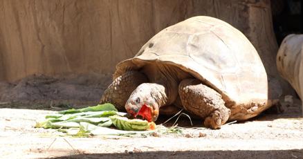 KVOA's tweet card. TUCSON, Ariz. (KVOA) - Reid Park Zoo is inviting the community to join in on the fun for the last Watermelon Wednesday of the year.