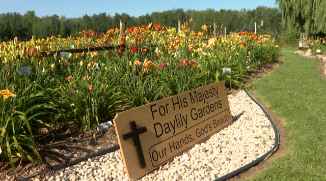 WFRVLocal5's tweet card. SEYMOUR, Wis., (WFRV)- For His Majesty Gardens is ran by a couple, with thousands of day lilies popping up in their garden every day, with proceeds going towards an important global cause. The owne…