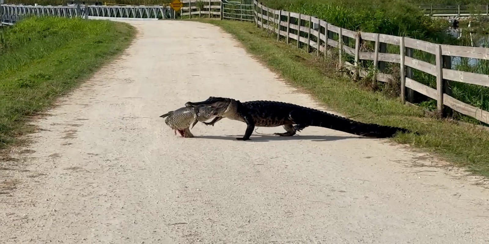 springfieldNL's tweet card. A Florida alligator was spotted earlier this month crossing a road with its takeout in tow. See the video.
