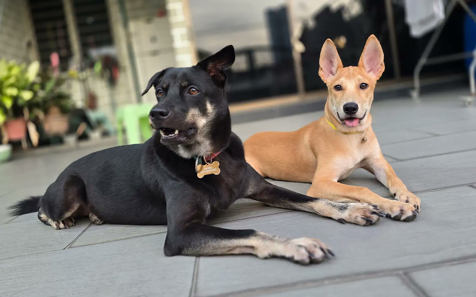 fmtoday's tweet card. What started as a one-night foster turns into forever for Billie Tan and her rescue dog.