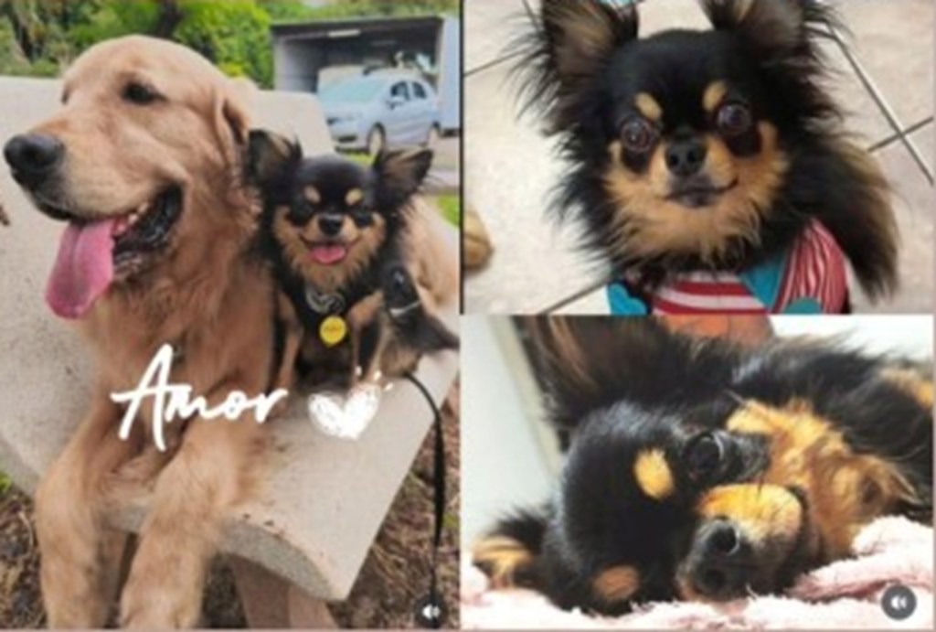 rionegrocomar's tweet card. El pequeño chihuahua Ravi fue hallado sano y salvo tras cinco días de intensa búsqueda en la zona del vuelco, a pocos kilómetros de Roca.
