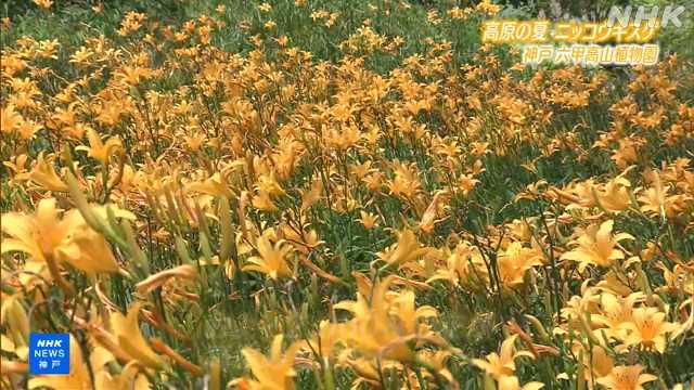 nhk_KOBE_'s tweet card. 【NHK】神戸市の六甲山にある植物園では、鮮やかな黄色の花を咲かせたニッコウキスゲが高原の夏を彩っています。 ニッコウキスゲは、朝に花を咲かせ夕方…