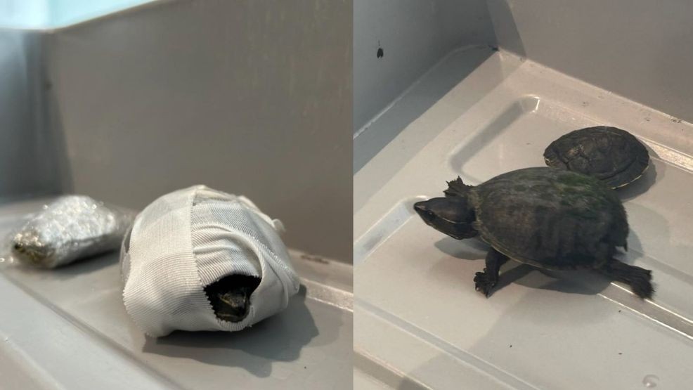 midmichigannow's tweet card. A Florida woman allegedly attempted to sneak two turtles through Miami International Airport (MIA) by hiding them in her bra.