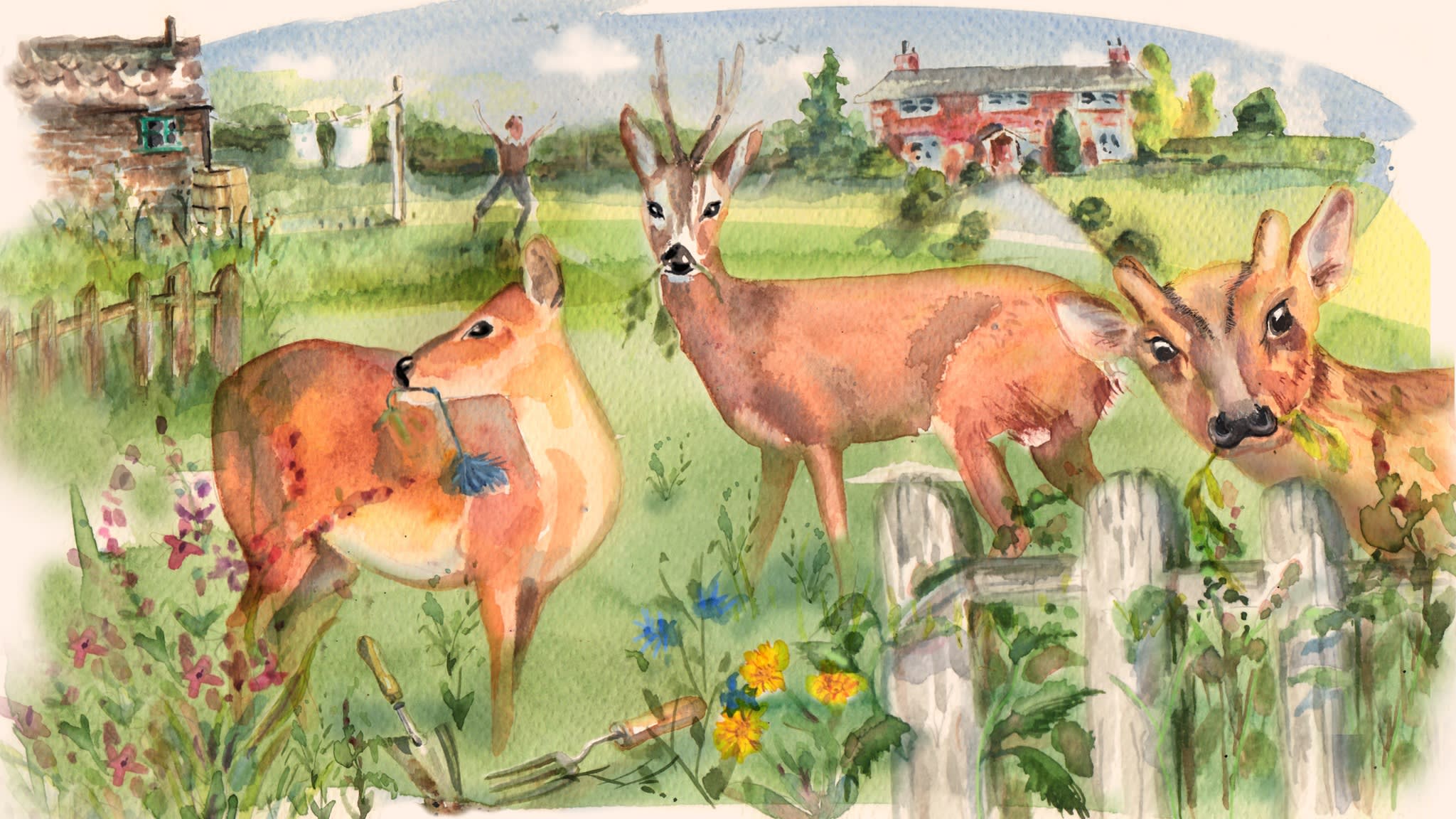 ftweekend's tweet card. Increasing in number and markedly less shy, Bambi and her pals are wreaking havoc