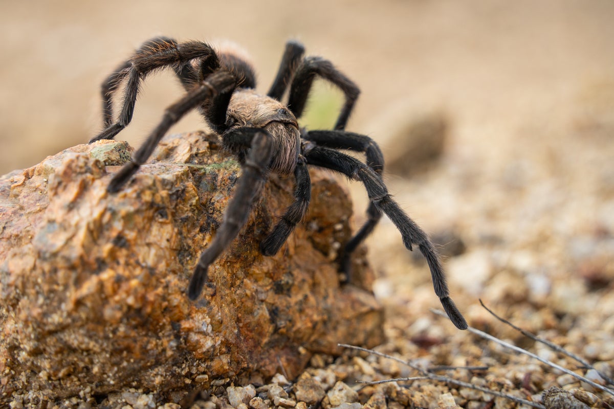JLasota01's tweet card. While freaking out about tarantulas is common, the trek is a perilous undertaking for the thousands of baseball-sized arachnids