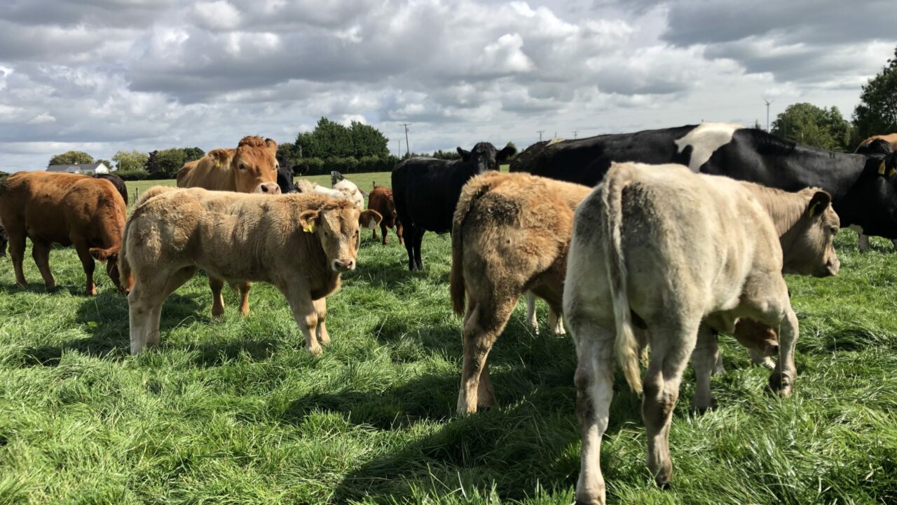 AgrilandIreland's tweet card. Year four of the five-year SCEP started on July 1, and weighing cow-calf pars is a core action of this scheme making up 20% of the yearly farmer payment.