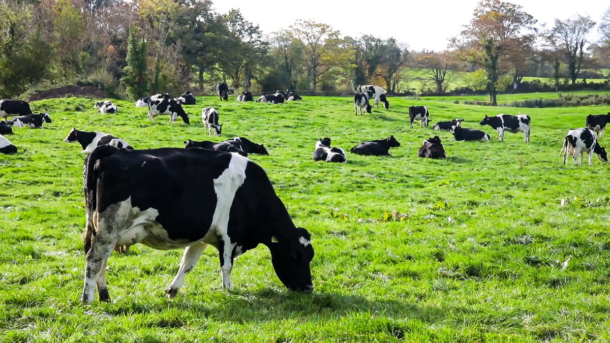AgrilandIreland's tweet card. As we are now at the end of July, the latter end of the grazing season is approaching and moving on cull cows in the herd should be...