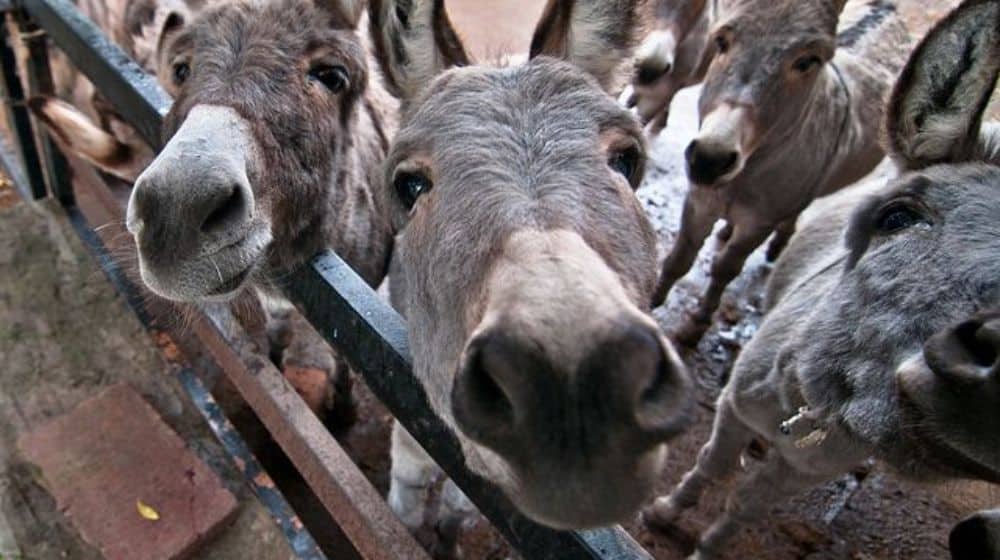 ProPakistaniPK's tweet card. Two companies based in China have applied for licences to export donkey meat and bones from Pakistan. The applications cover both slaughterhouse
