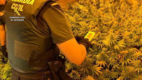 CampinaDigital's tweet card. La Guardia Civil ha detenido a dos personas, vecinos de la localidad de Los Villares (Jaén), de 32 y 34 años edad, como presuntos autores de delitos contra la salud pública, por cultivo de marihuana,...