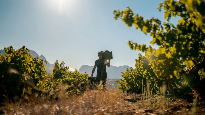 ftweekend's tweet card. Why the country’s new wave vintners are taking a walk on the wild side