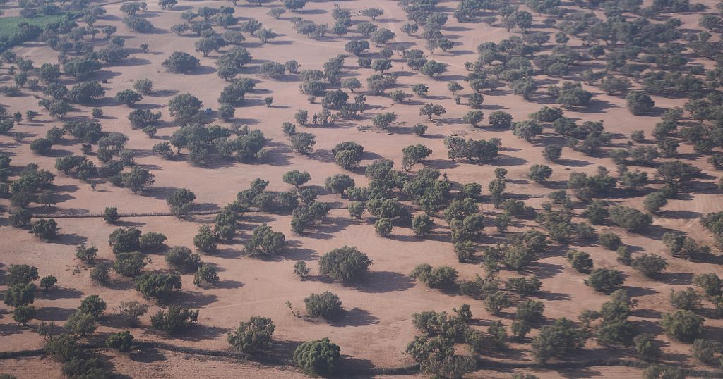 OmniGazabyNdege's tweet card. Morocco’s growing argan oil industry, often referred to as producing "liquid gold," is placing increasing pressure on the country’s fragile argan ...