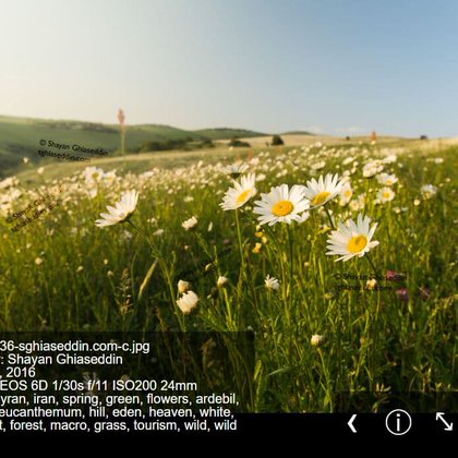 Tweet card summary image
